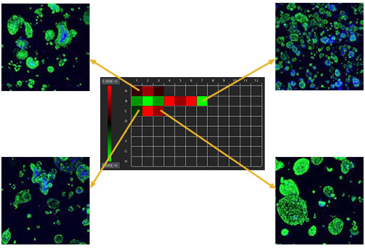 3D細胞分析軟件 NoviSight